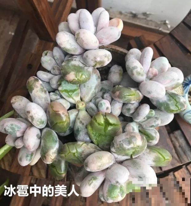 前有暴雨、后有台风，多肉泡水还有救不？