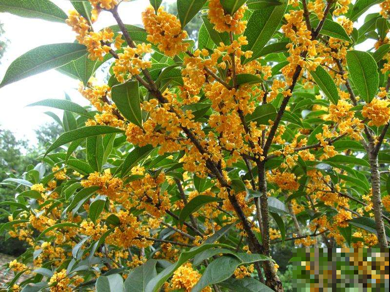 这6种花，养在家里不仅颜值高，一开花满屋飘香！