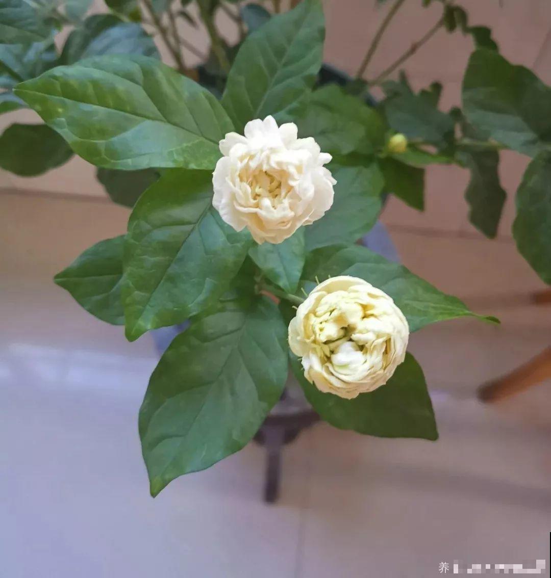 这花剪一茬开一茬，越晒花越多，整个夏天屋里都是香香的！