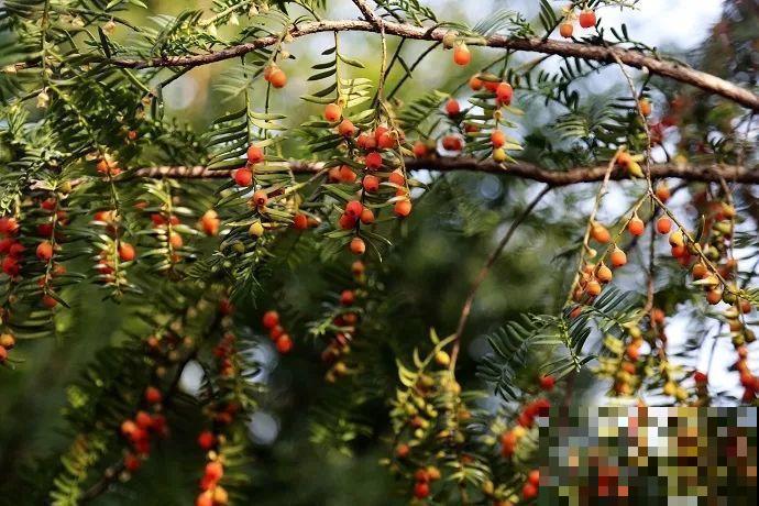 这12种野花，可是植物界的大熊猫，都受法律保护，可别采！