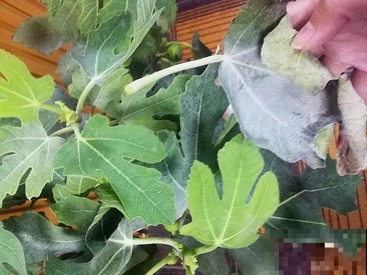 无花果种盆里，1根枝结20个果，吃一茬长一茬！