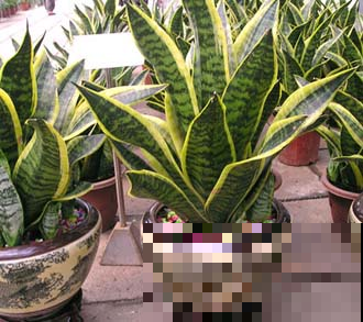 秋天的虎皮兰是个“大胃王”，喂点黄豆，窜出新芽好几个！