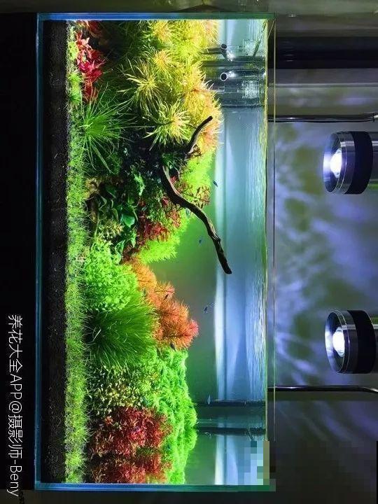 夏天就得养它，扔水里长一缸，7天美成一幅画！