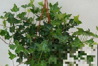 10种耐阴又好养的花，叶子油亮还茂盛，就是一个天然的净化器！