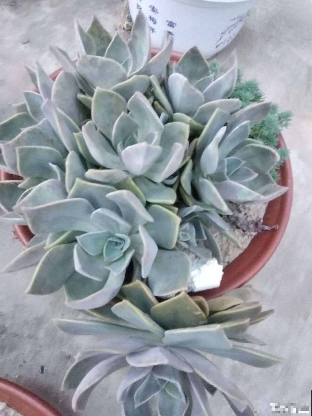 拿针扎佛珠？都是手贱惹的祸，怪不得都烂了！