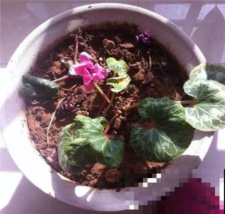 秋天说来就来，这花睡饱了一个夏天，是时候栽盆里了！