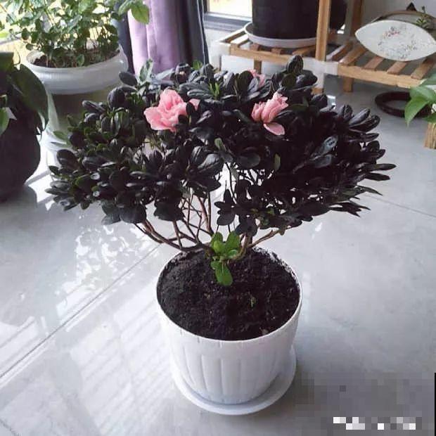 9月快上壮花肥，10天撒一把，新芽蹭蹭往外长！