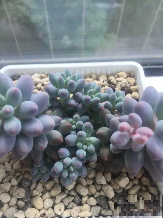 这5种多肉最难养，夏天还没过完就挂，新手慎入！