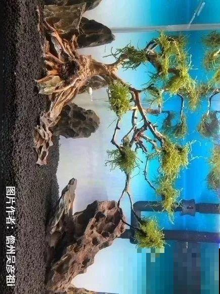夏天就得养它，扔水里长一缸，7天美成一幅画！