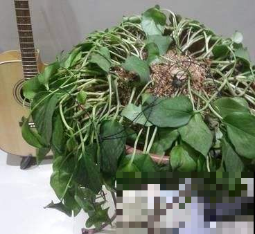 土培绿萝水一多就烂根，而水培的就没事，尴尬了！