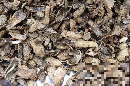 土里加点料，找个袋子捂一捂，秋天给花用了疯长狂开花！