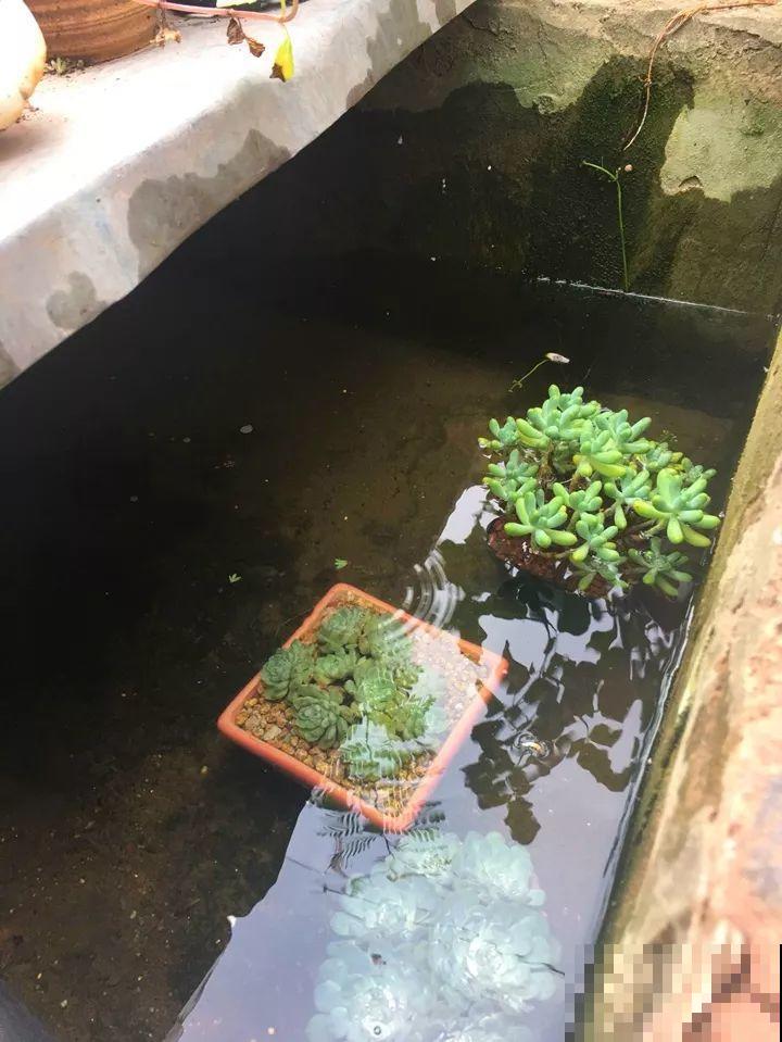 把多肉直接泡在水里？这么猛的操作，没想到叶子更加饱满了！