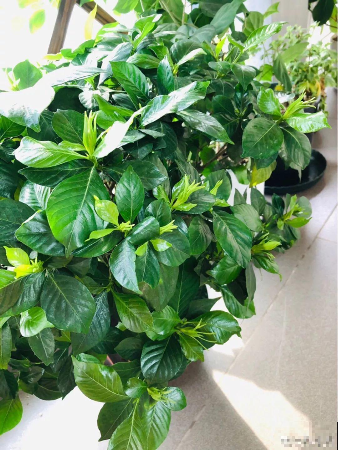 30种常见花的夏季浇水方法，告别烂根黄叶，养花无忧！