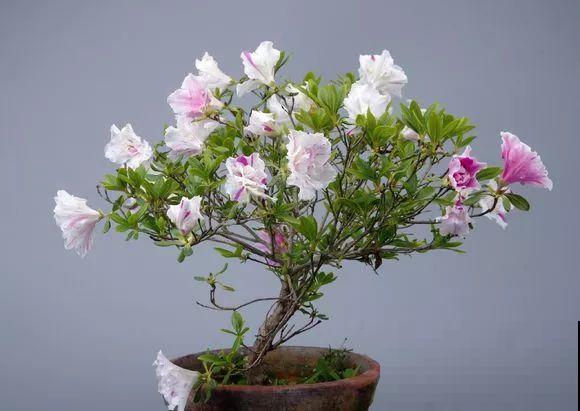 公认难养的花，他花10年时间养成盆景，价值翻倍！