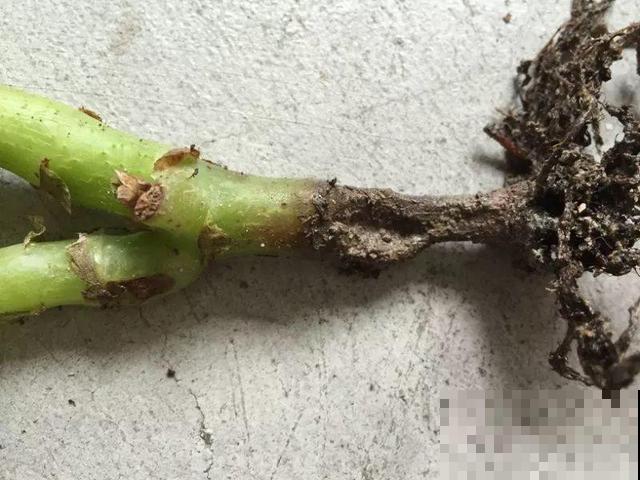 会休眠的12种花，想要安全度夏就别折腾，越浇水死的越快！