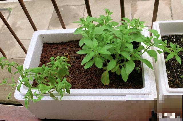 会休眠的12种花，想要安全度夏就别折腾，越浇水死的越快！