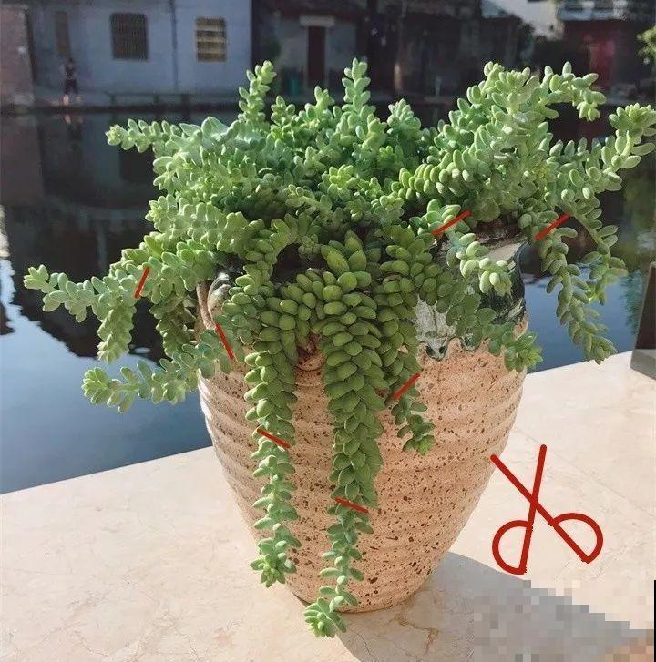 徒长的多肉，给它拴块砖头，养成老桩赚翻了！