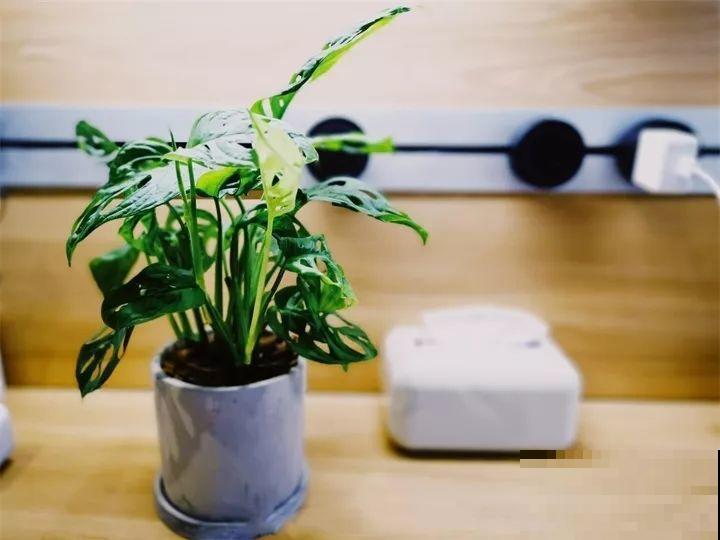 80种耐阴花，光线不好照样养的活，新手的救星！