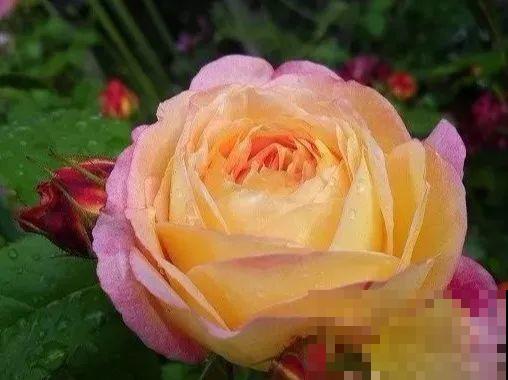 这花一年能开8个月，开完剪，剪完开，养花人都爱它！