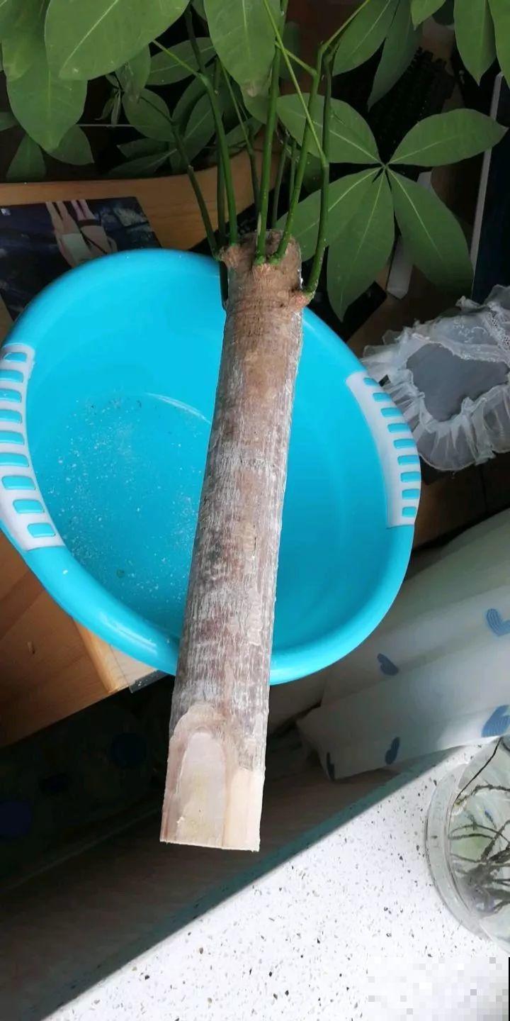 这12种花，夏天直接扔水里，蹭蹭长个开花拦不住！