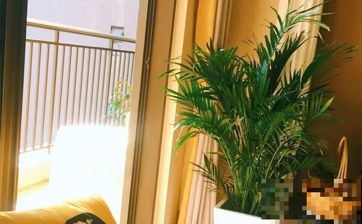 给花浇点它，新芽直冒挡不住，只能换大盆了！