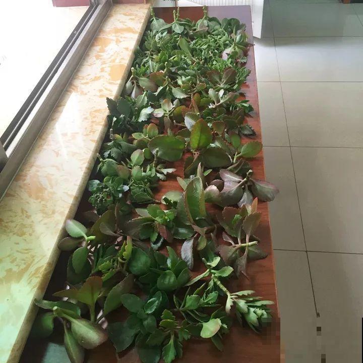 现在扦插最好活，这8种花，插多少活多少！