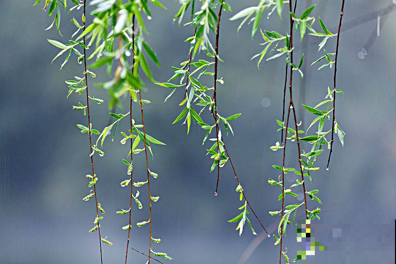 路边捡根不起眼的树枝，剁碎泡水灌花盆里，再蔫的花也能焕发青春
