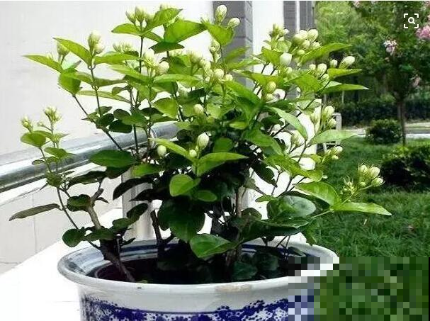 据说大家都在用醋养花，养花不再费力，黄叶统统远离！
