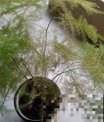能爬10米高的花，夏天变成绿瀑布，看着就凉快！