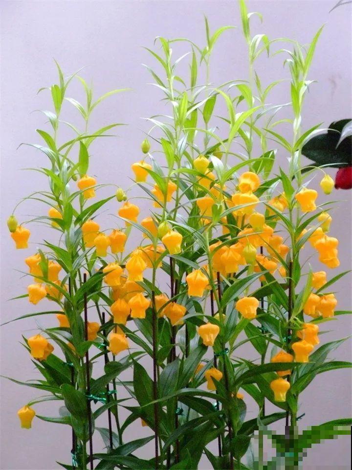 10种花最娇贵，开花如美人，看见就想搬回家！