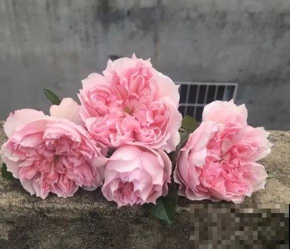 这花一年能开8个月，开完剪，剪完开，养花人都爱它！