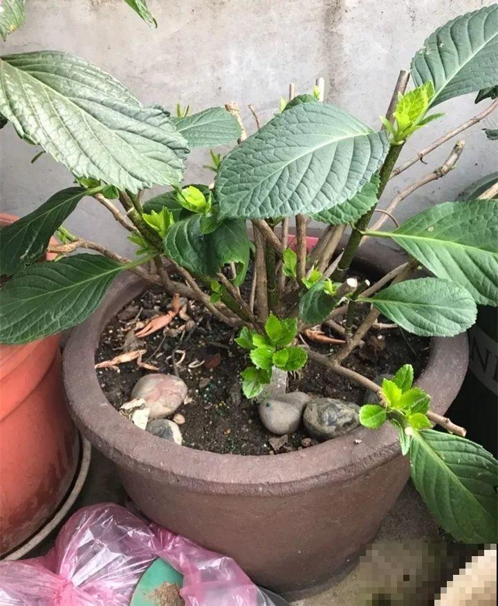 家里养这花，8月底必须剪，不然明年甭想赏花啦！