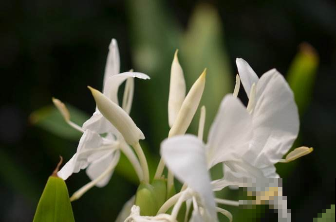 秋天山上看见一群白蝴蝶？原来这花正盛放，挖一棵回家比牡丹还美