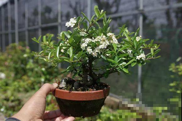 公认难养的花，他花10年时间养成盆景，价值翻倍！
