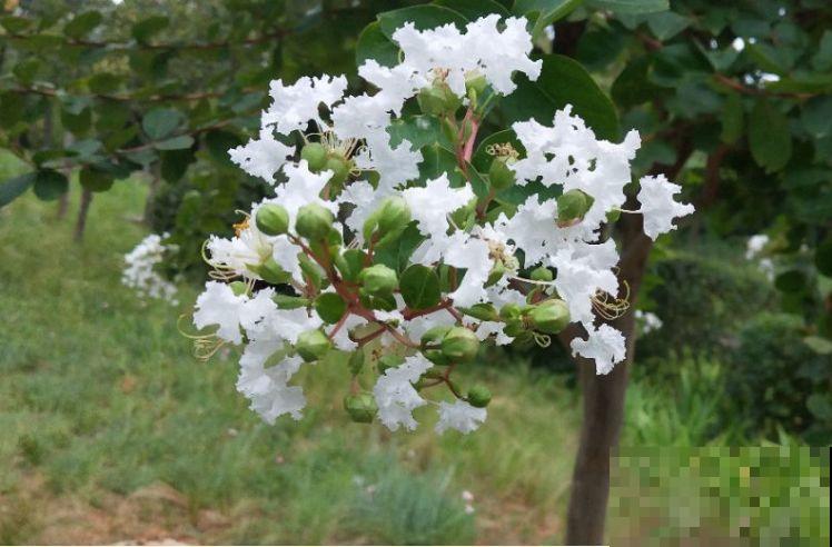 没人要的路边花，他搬回家养成宝，现在谁看了都想要！