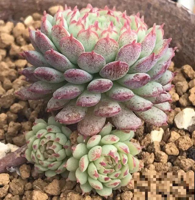 这5种多肉最难养，夏天还没过完就挂，新手慎入！