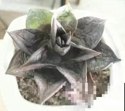 他辞职在家建多肉大棚，最后欠了一屁股债，到底为啥？
