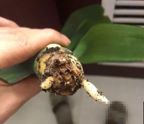 会休眠的12种花，想要安全度夏就别折腾，越浇水死的越快！