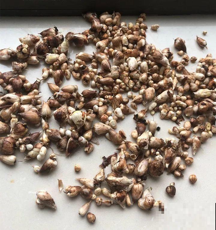 这花太能长，5年生了10麻袋，送人都送不完完！