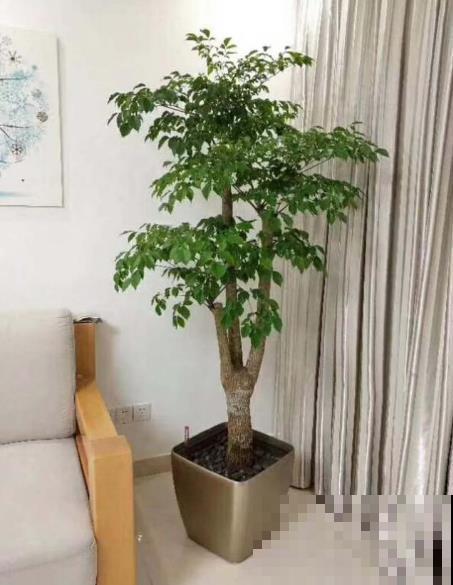 幸福树长成巨无霸有啥难？学几招，秋天狂窜新叶子！
