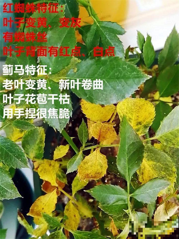这10种花，年年收空盆，没点经验还真不敢养！