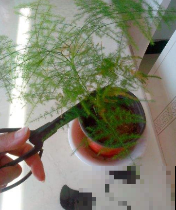 文竹长成细麻杆，一碰就断一摸就折，这么一咔嚓立马壮成树！