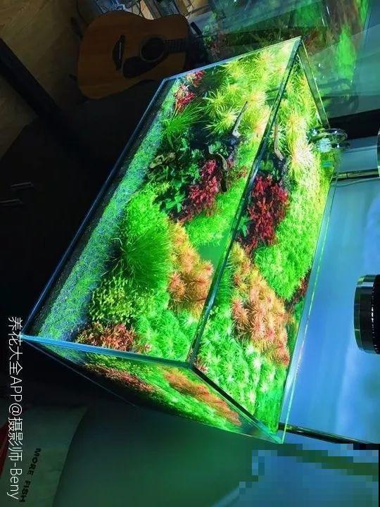 夏天就得养它，扔水里长一缸，7天美成一幅画！