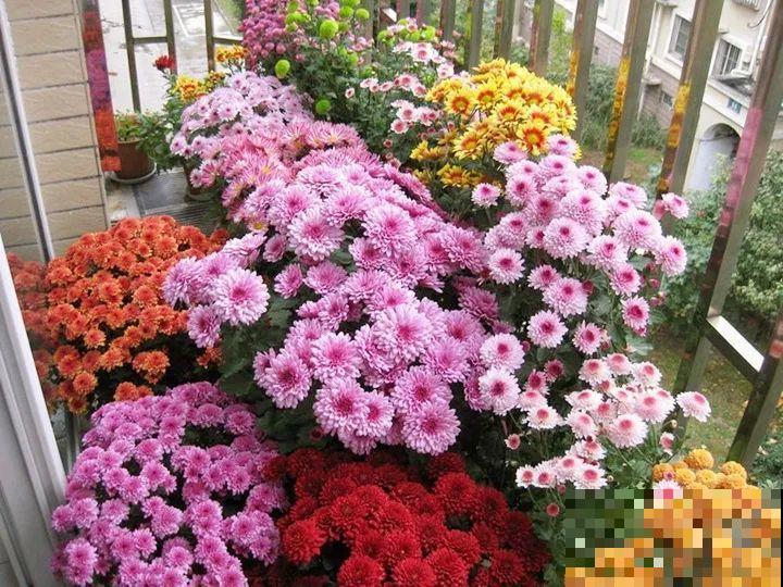 秋天养这30种花，能开200天，让你一次看个够！