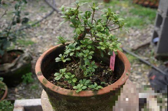 公认难养的花，他花10年时间养成盆景，价值翻倍！