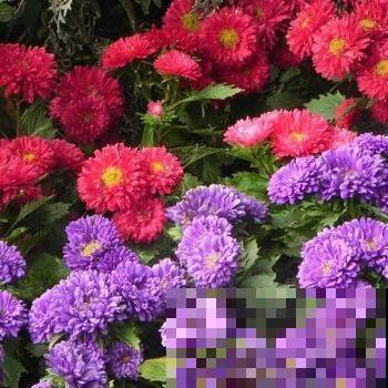 这花就得多喝水，1天1瓢水，轻轻松松养爆盆！
