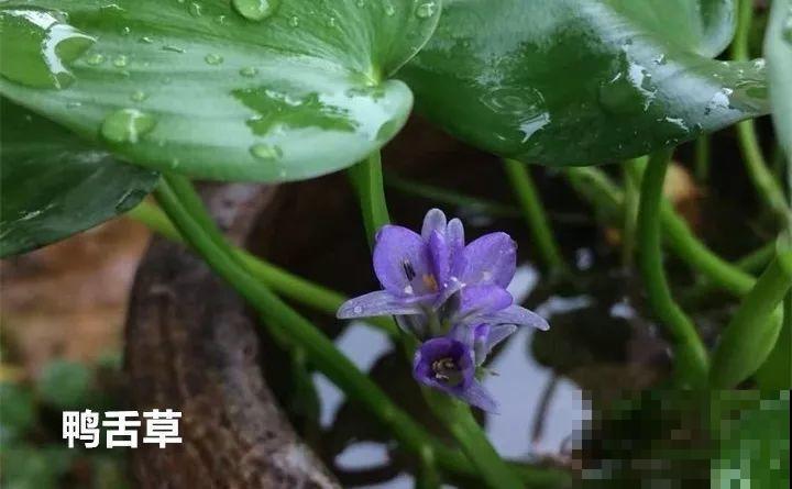 10种以假乱真的花，买花时睁大眼，免得被骗！