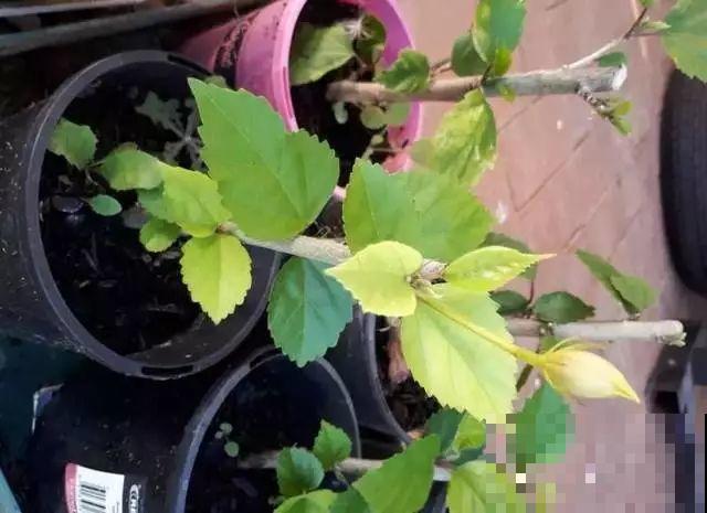 夏天养花黄叶子？赶紧剪一下，10天叶片绿的直滴油！