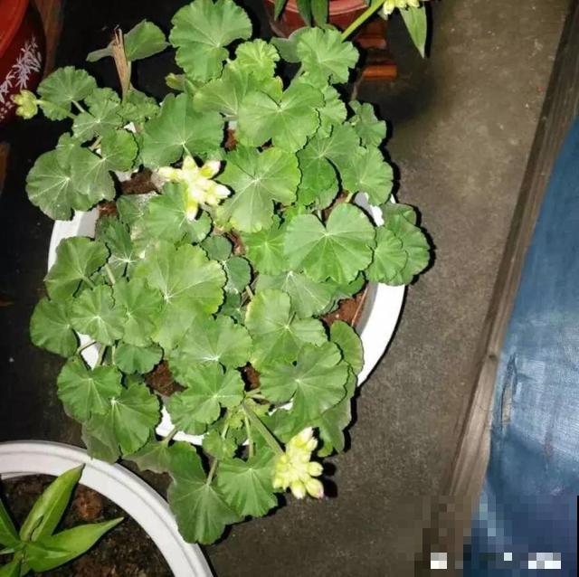 会休眠的12种花，想要安全度夏就别折腾，越浇水死的越快！
