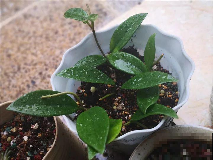 这花从春天到秋天，一茬接一茬，养在阳台美成一道风景线！